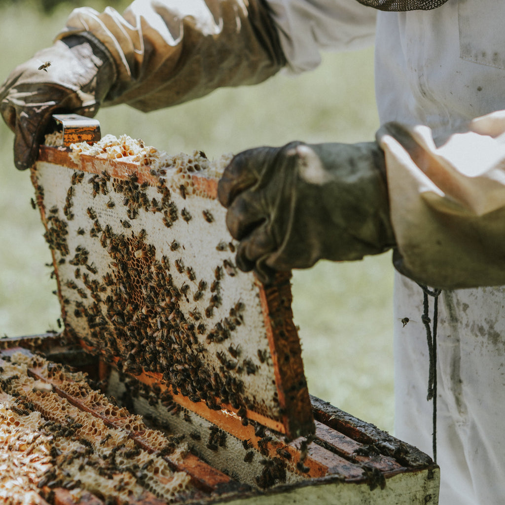 Combined: Beekeeping + Tasting With A Honey Sommelier Experience