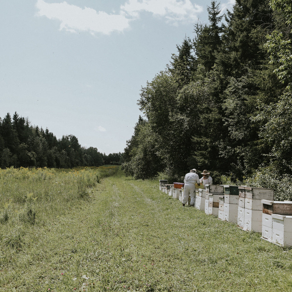 Beekeeping + Tasting With A Honey Sommelier Experience